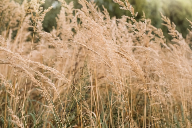 Bushgrass Calamagrostis epigejos gras gedroogde bloeiwijze