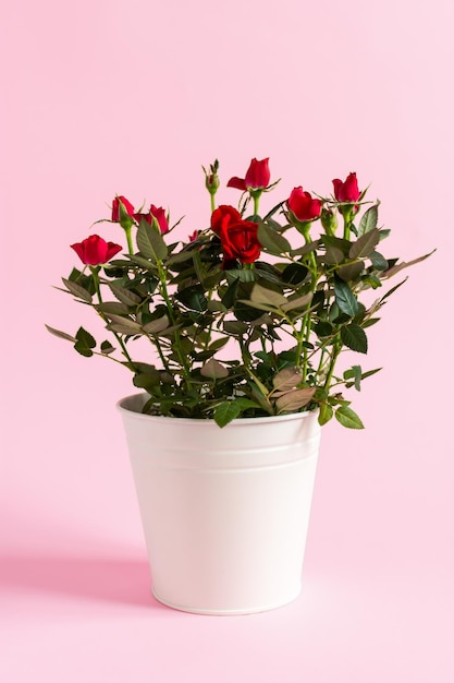 Bushy indoor roses in a white pot