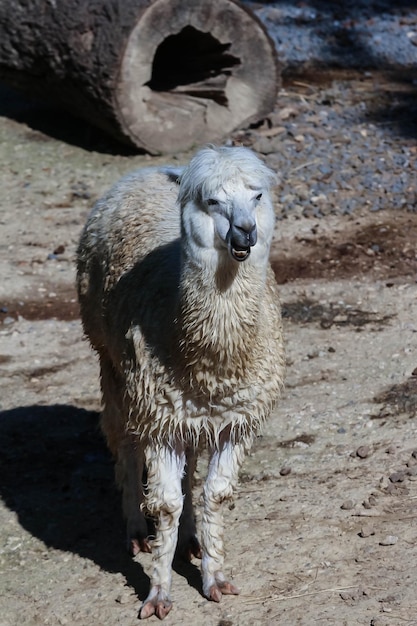 The bushy lama in the zoo