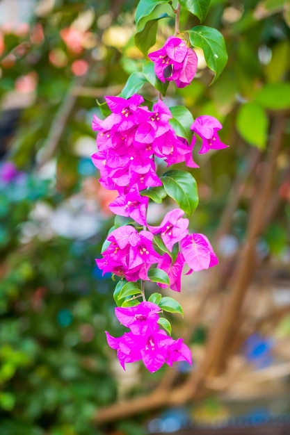 The bushy pink bougainvillea blooms beautifully