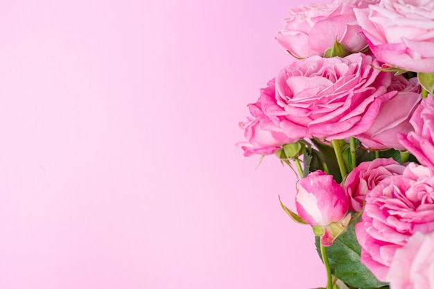 Bushy pink roses on a delicate pink background 