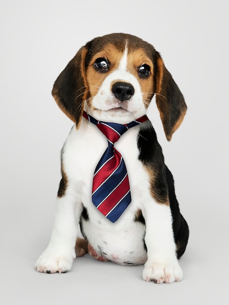 Business beagle puppy wearing tie