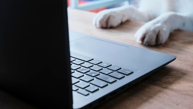 Photo business dog working on computer