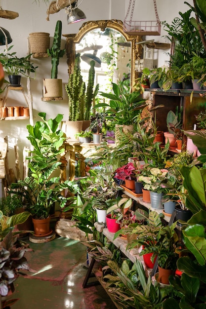 Business of flower shop trendy interior flowers and home design in plant store small business