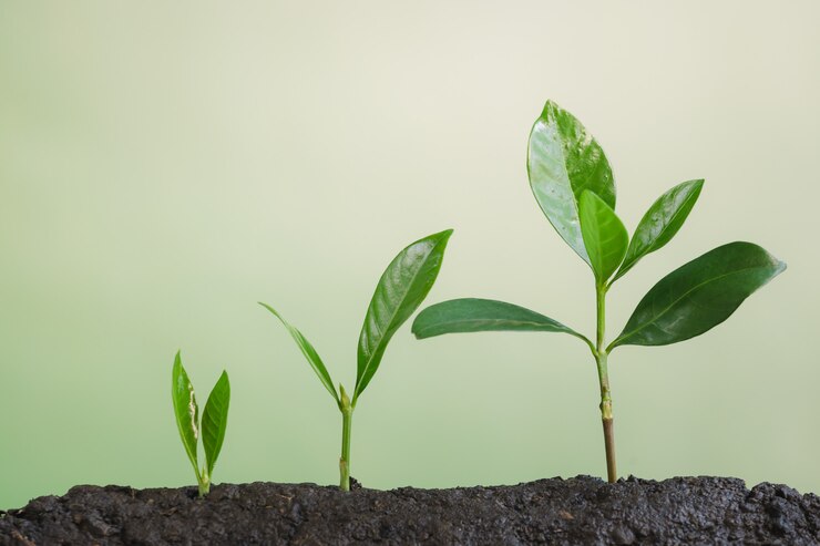 Photo business grow up, young plant growing 