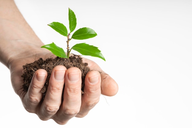 Business growth concept seedling in hand grows on the ground