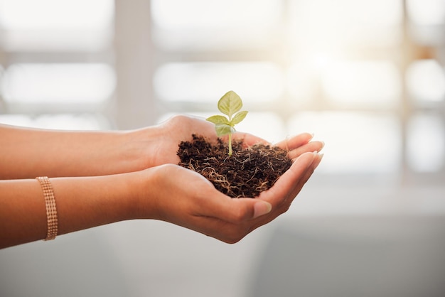 Business person holding plant seed soil growth in hands for sustainable development or environmental awareness in eco friendly earth company Growing and nurturing flower leaf out on dirt close up