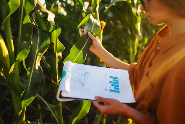 Photo business woman examines the quality of the corn field before harvesting harvest care concept