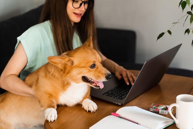 Business woman in glasses working on laptop online and hug Corgi dog IT specialist girl working remotely and petting her dog with Welsh Corgi Pembroke Lifestyle with domestic pet at home