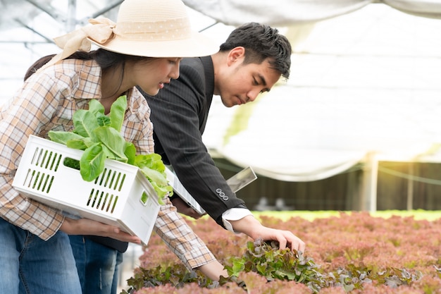 写真 ビジネスマンおよび農夫は農場で高品質の水耕野菜を選ぶ