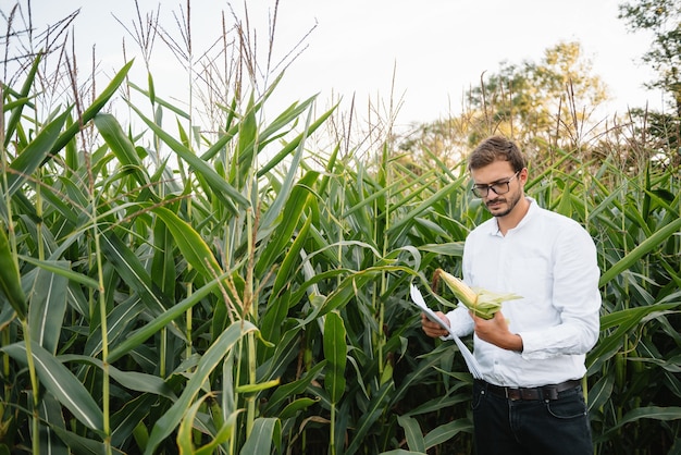 businessman in the cornfield checking plantation