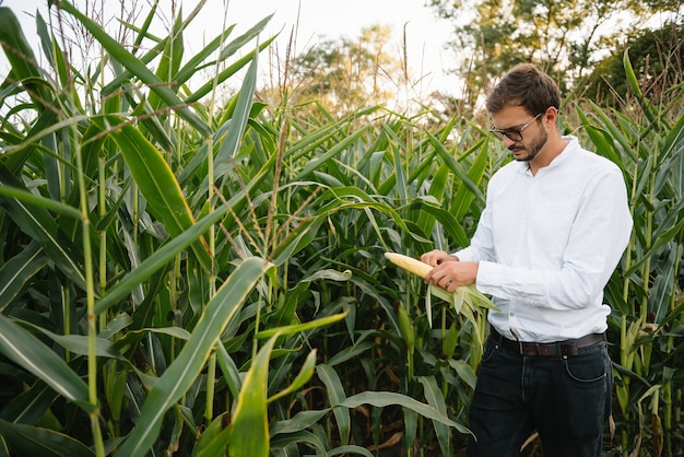 businessman in the cornfield checking plantation