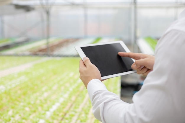 Businessman examine and record the quality reports of organic vegetables on the farm by tablet. Strictly checking vegetables on the farm. Farmers use tablet to check the quality of the vegetable.