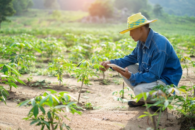 Businessman farmer holding tablet standing in cassava field. 