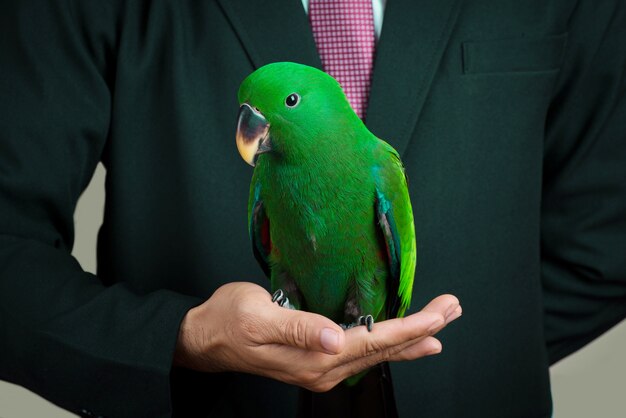 Foto uomo d'affari che tiene uccello pappagallo a portata di mano.