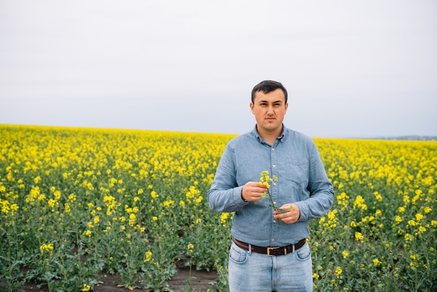 businessman standing in the colza field