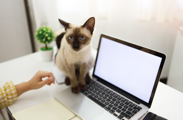 Donna di affari che lavora da casa con il gatto