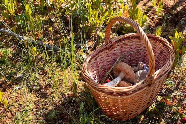 Busket with wild mushrooms in the forest