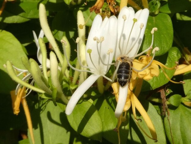 Foto ape indaffarata su fiore bianco con stami