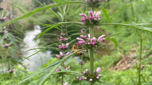 Foto piccole api indaffarate nei fiori l'estate delle api