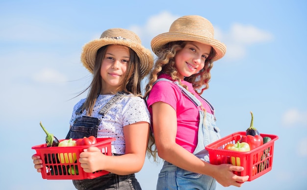 Busy at work harvest vitamin spring market garden small girls vegetable in basket Only natural kids on summer farm Organic food children farming autumn harvest healthy food is happy life