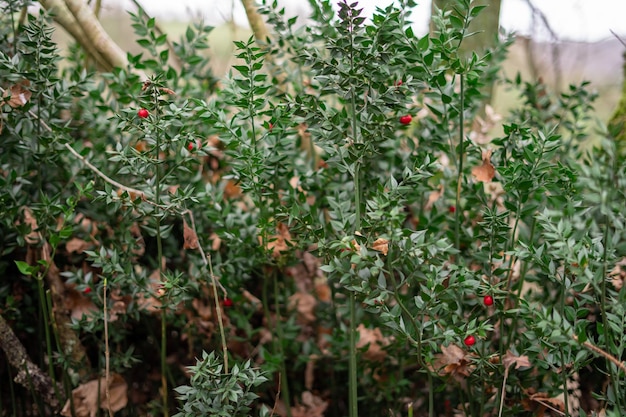 Butcher's berry in the forest Red wild berry and green leaves