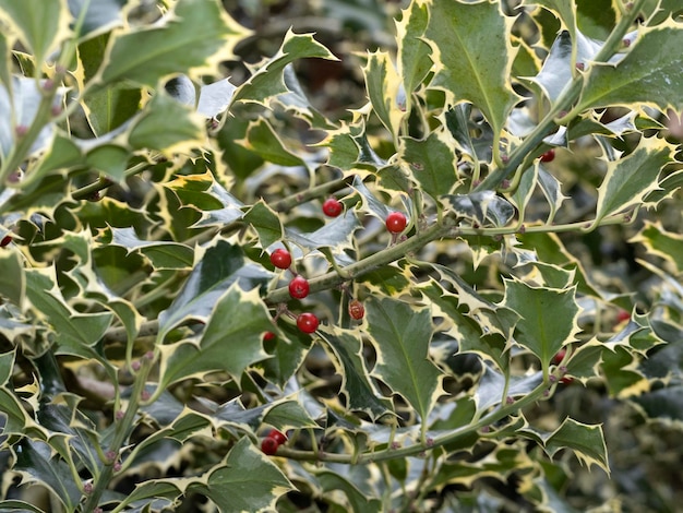 Butcher's broom with red fruit mistletoe christmas