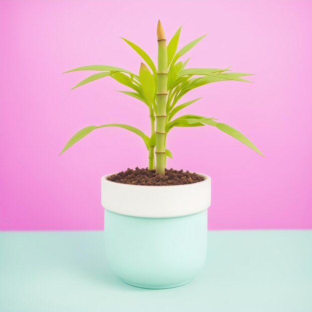 Bute mini Bamboo plant in a pot