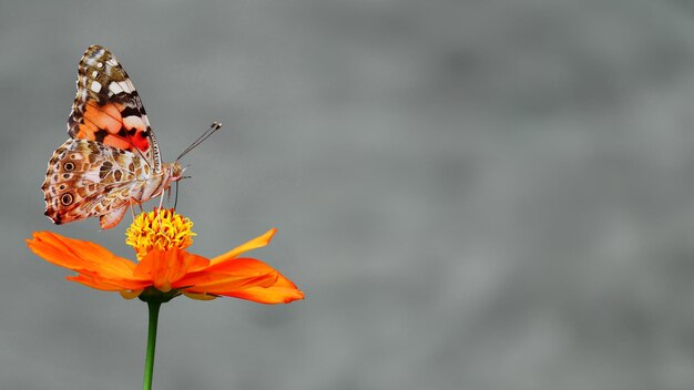 Photo buterfly on flower with bokeh background