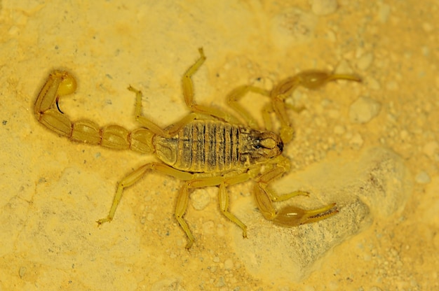 Foto buthus montanus. scorpione isolato su uno sfondo naturale