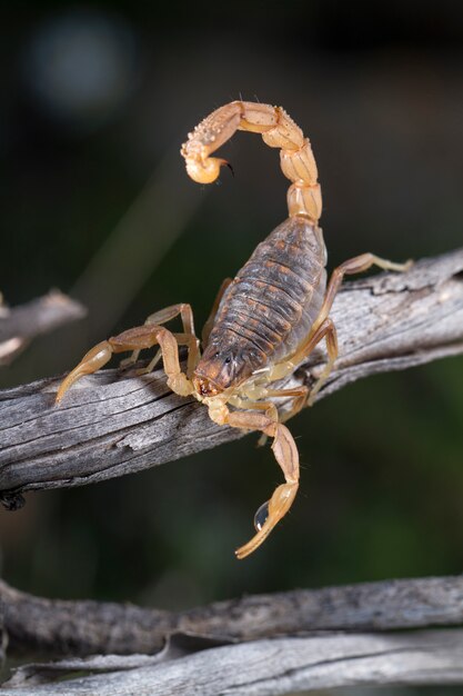 Photo buthus scorpion (scorpio occitanus)