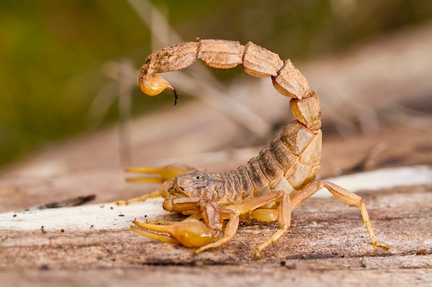 Buthus scorpion