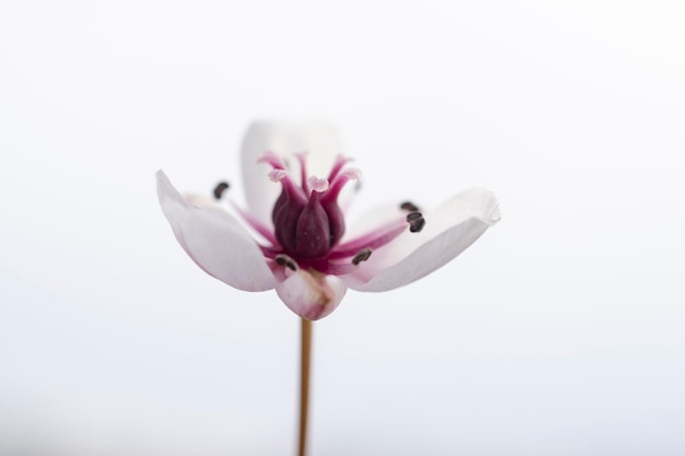 Butomus umbellatu bloom in the spring season