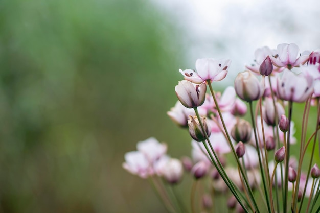 Butomus umbellatu bloom in the spring season