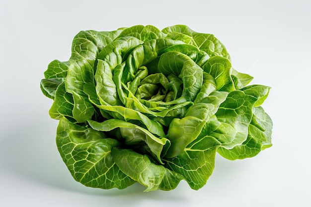 Butter head lettuce vegetable for salad on white back ground vegetable