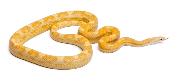 Масляная мотыльковая кукурузная змея или красная крысиная змея Pantherophis guttatus на белом фоне