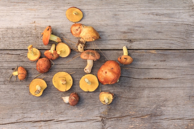 Butter mushrooms just picked in the woods in summer day. Forest mushrooms on wooden board. Top view.