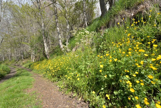 Buttercup blooming along a footpath in alpine forest