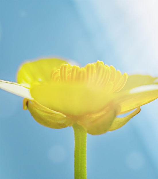 Buttercup flower on a blue background