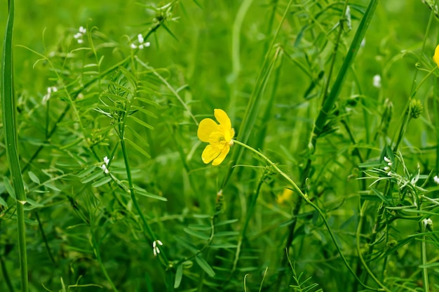 キンポウゲの花