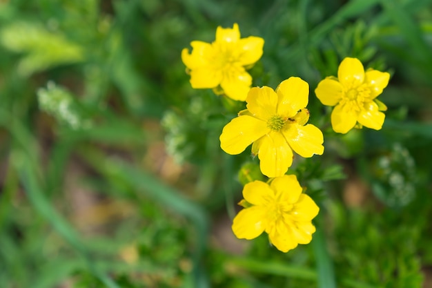 キンポウゲの花がクローズアップ