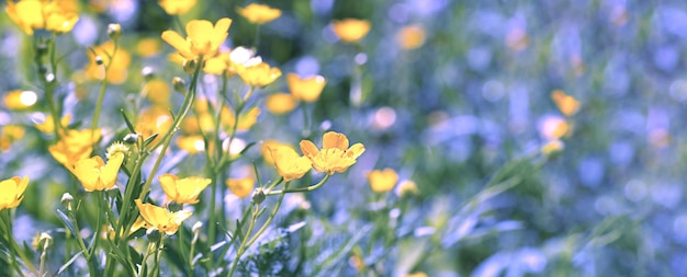 Foto fiori di ranuncolo alla luce del sole