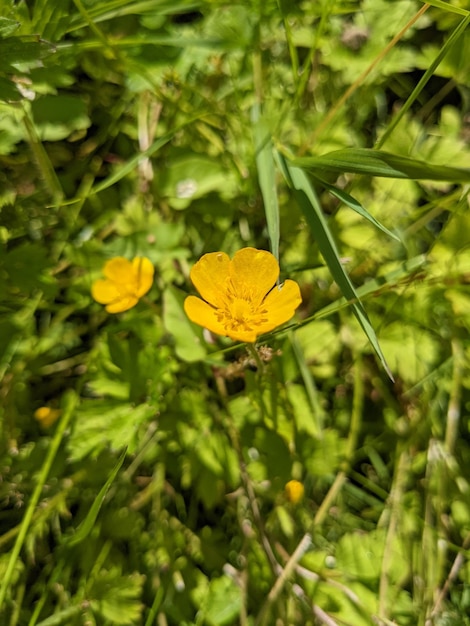 写真 バック グラウンドで緑の植物とキンポウゲの花