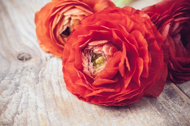 Foto fiori di ranuncolo