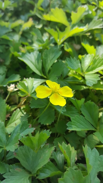 花びらが開いたキンポウゲ