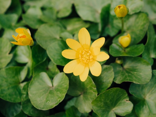 Buttercup yellow flowers on a green sunny blurred background. Spring messenger. Bright yellow Lesser celandine against its own leaves. Ranunculus ficaria. Ficaria grandiflora. Soft focus