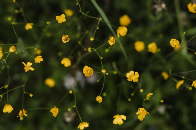 緑の草の背景の牧草地のキンポウゲ黄色の花選択的な焦点ぼやけた背景