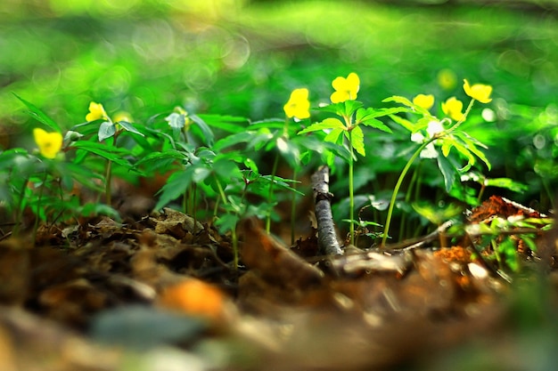 buttercups flowers background / abstract background seasonal, spring, summer, nature flower, yellow wild flowers