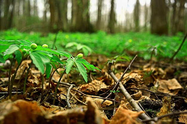 キンポウゲの花の背景/抽象的な背景季節、春、夏、自然の花、黄色の野生の花