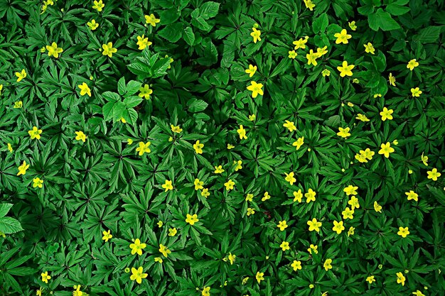 Buttercups flowers background / abstract background seasonal,\
spring, summer, nature flower, yellow wild flowers